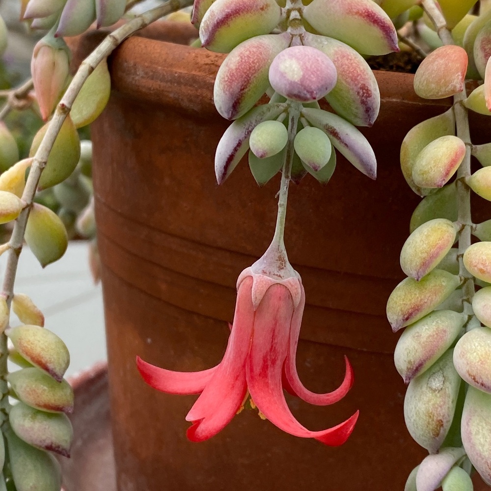 COTYLEDON PENDENS LIVE "Cliff Cotyledon" Succulent plant